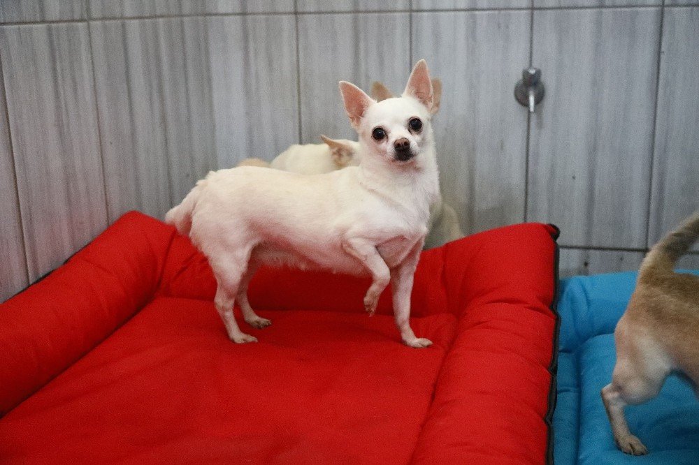 Keçiören’deki Sevimli Köpeklerin Minder Keyfi