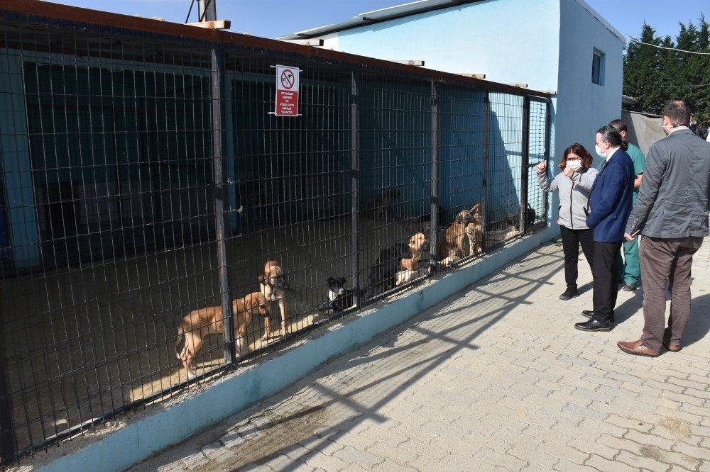 Tekirdağ’da 2 Bin 540 Kedi Ve Köpeğe Tıbbi Müdahale
