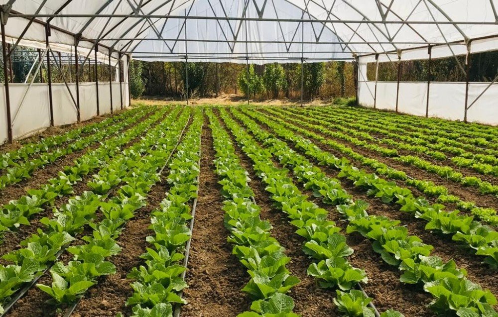 Organik Tarım Desteklemeleri Müracaatları Başladı
