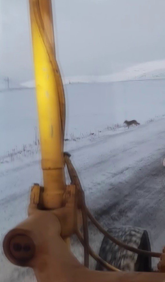 Ardahan’da Kurt Sürüsü Karayoluna İndi