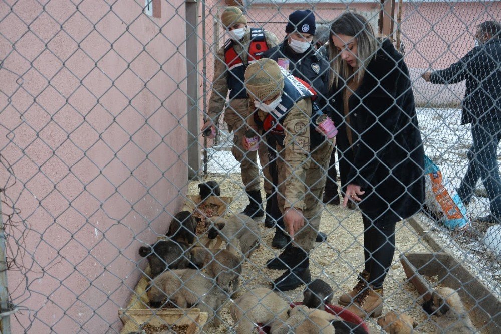 Ardahan’da Sahipsiz Sokak Hayvanları Emin Ellerde