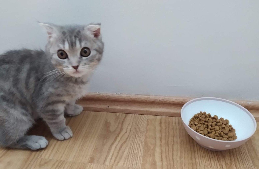 Kalitesiz Mamalar Kedi Ve Köpekleri Sakat Bırakıyor