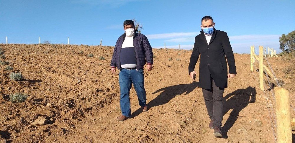 Sorkuncak Köyünde 35 Dekar Alana Lavanta Dikimi Yapıldı