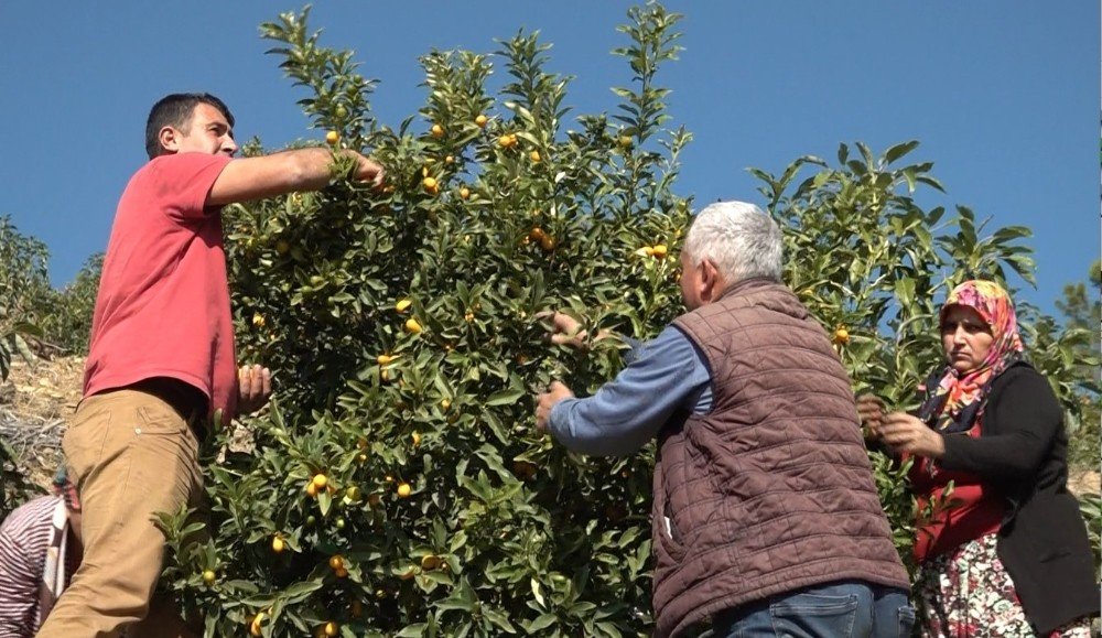 Pandemi İle Talep Artı, Altınportakal’da Hedef 80 Ton Üretime Çıktı