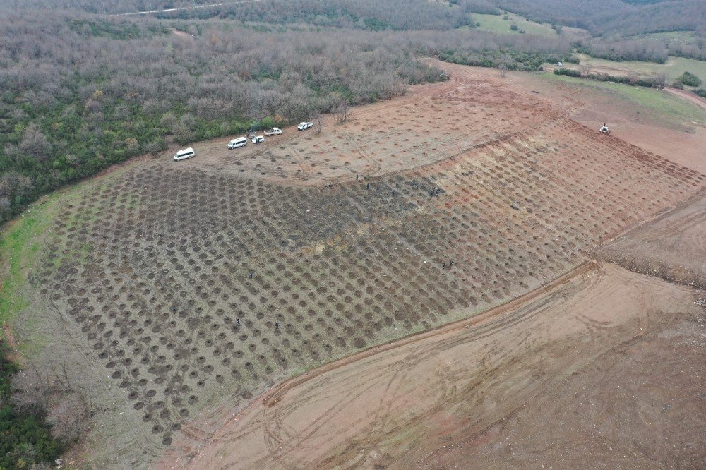 Sepetçi Dolgu Alanına Bin 600 Ağaç Dikilecek