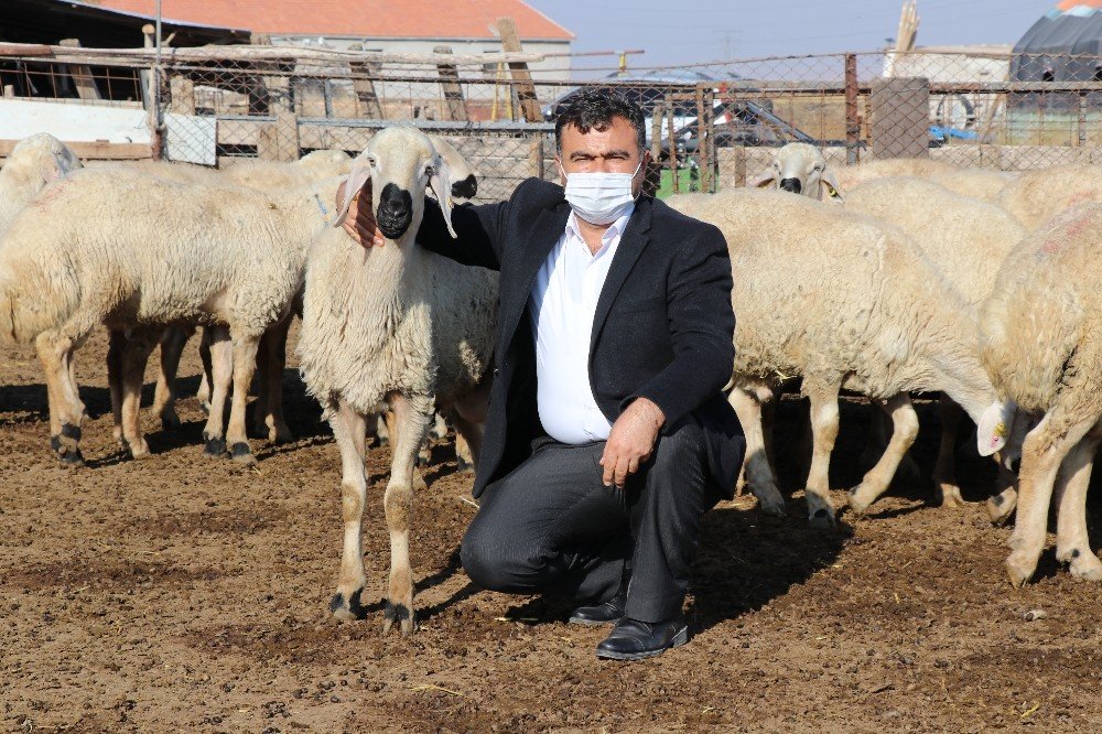Küçükbaş Hayvanlar Meralardan Mandıralara Taşındı
