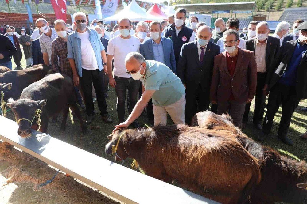 Ordu’da Hayvancılık Yüz Güldürüyor