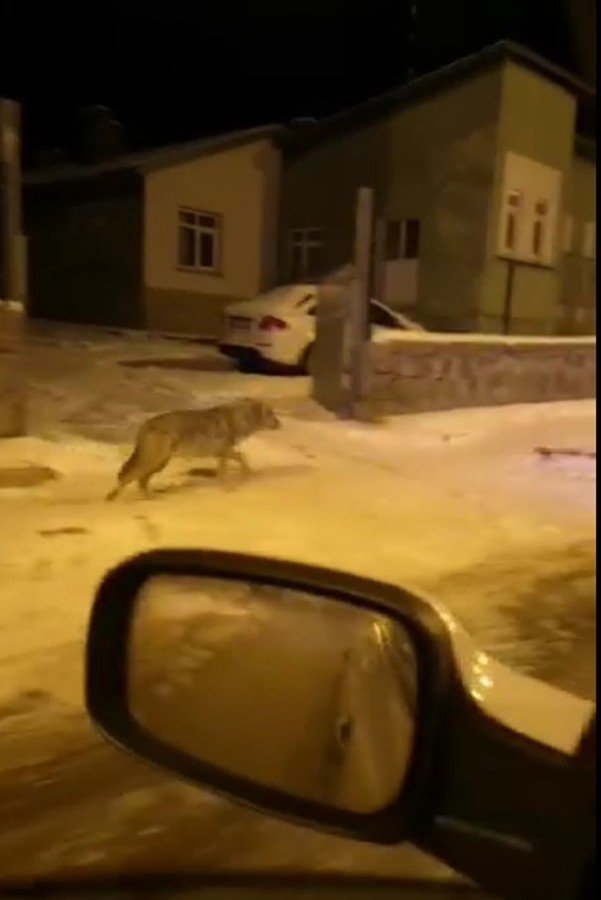 Aç Kalan Kurtlar Sarıkamış’a İndi