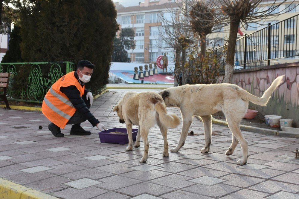 İnönü Belediyesi Sokak Hayvanlarının Yanında Olmayı Sürdürüyor