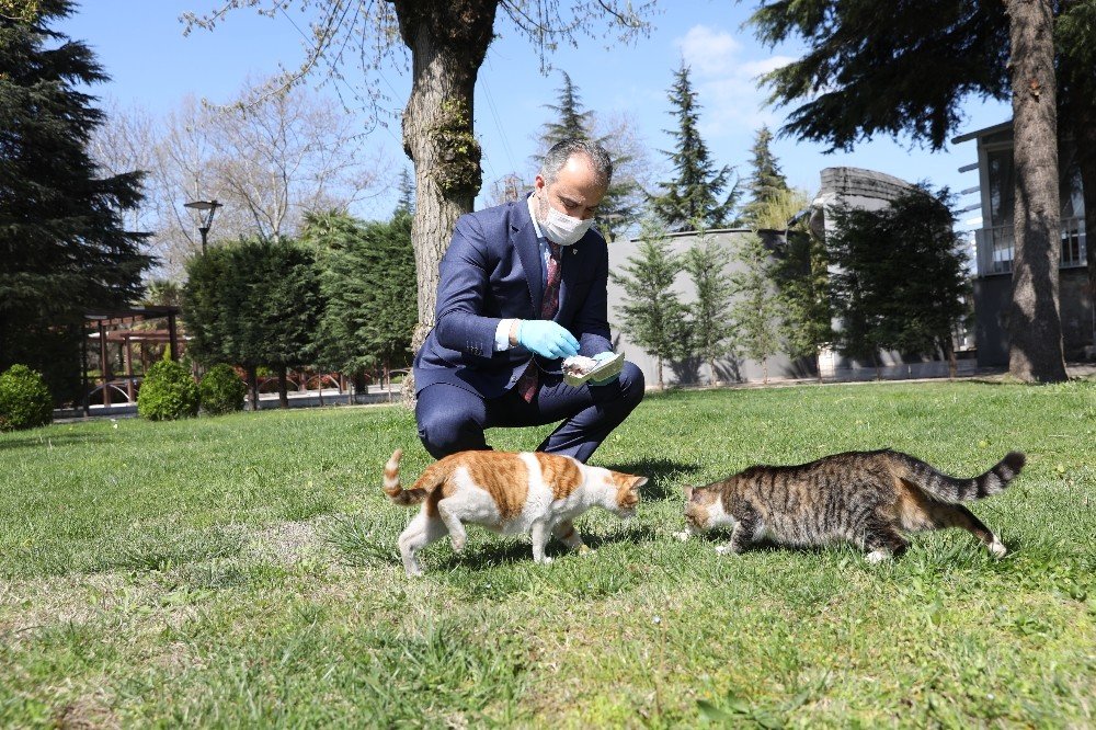 Bursa’da Sokak Hayvanlarına 62 Ton Mama