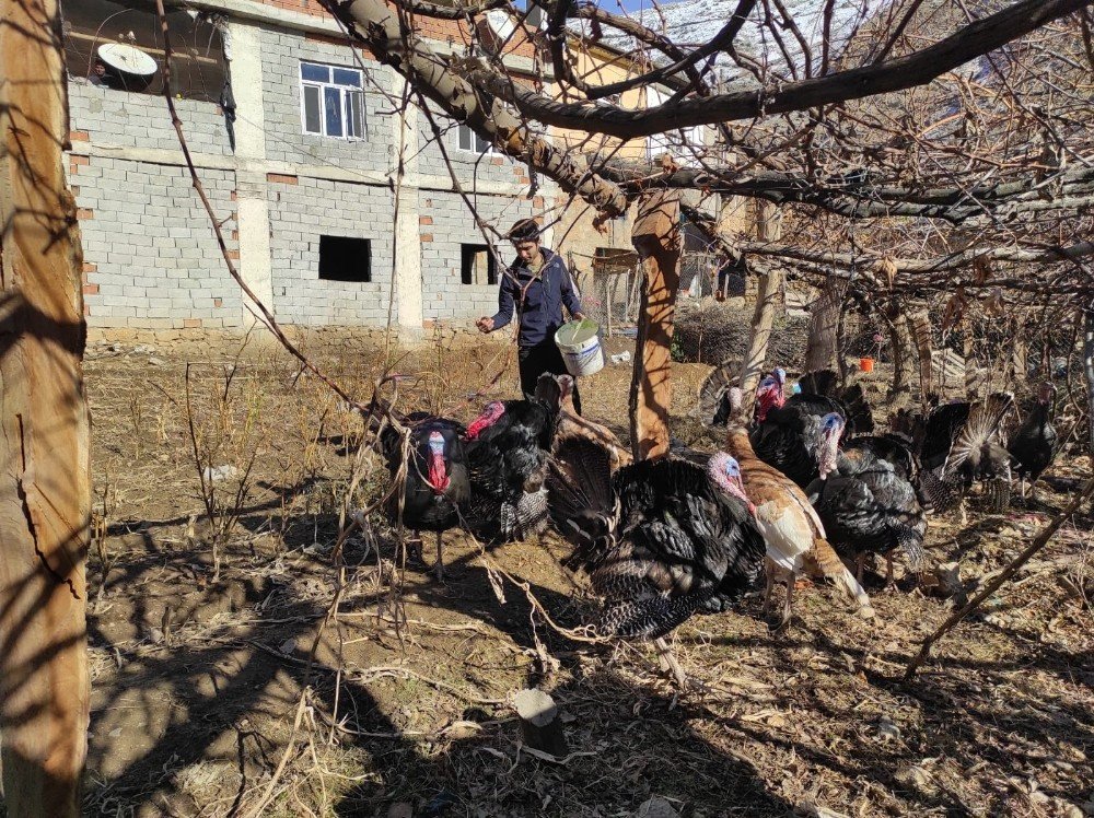 Batman’da Hindiler Yılbaşı Öncesi Satışa Çıkarıldı