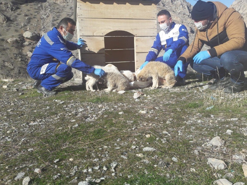 Hakkari’de Sokağa Çıkma Kısıtlamasında Hayvanları Unutulmadı
