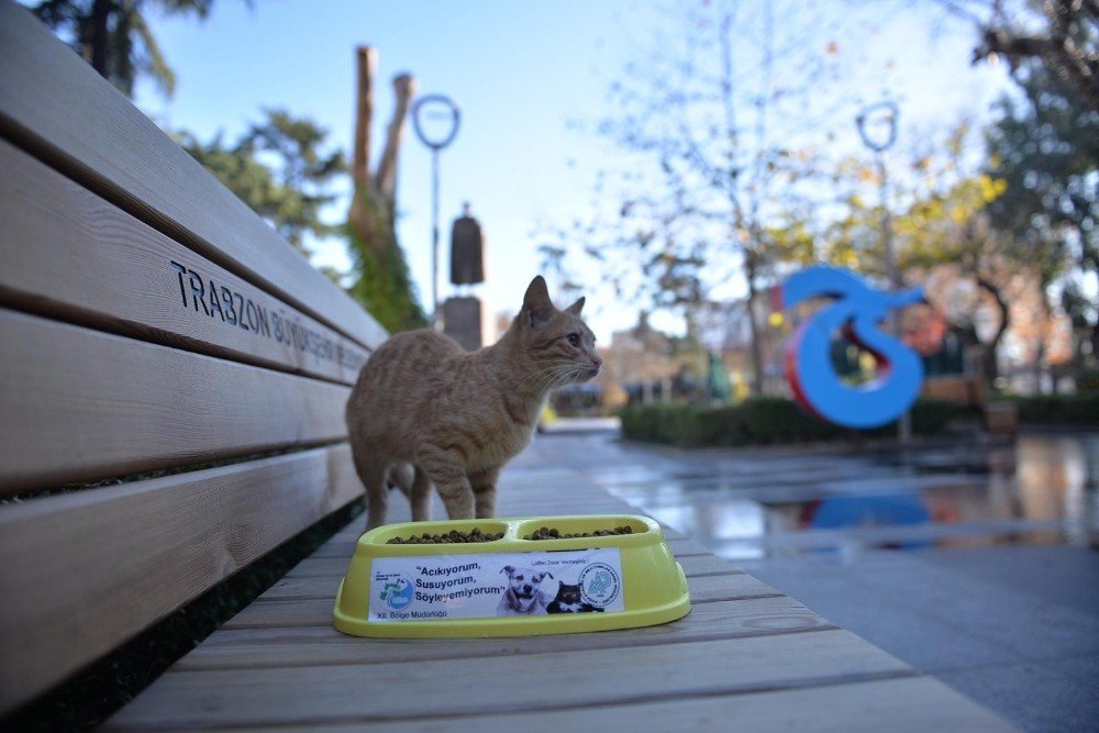 Trabzon’da Sahipsiz Canlara Özel İlgi Gösteriliyor