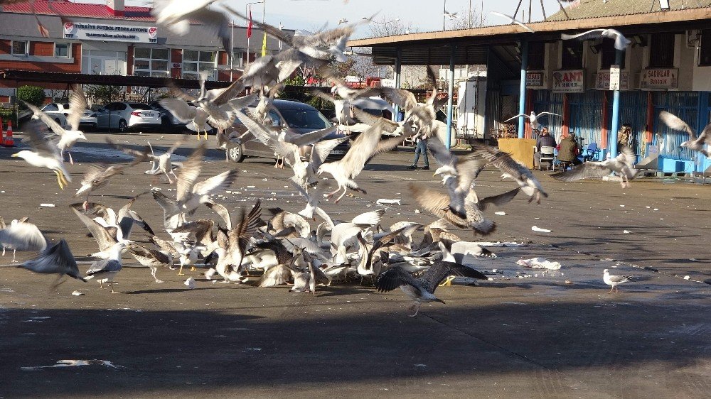 Martıların Balık Atığı Savaşı