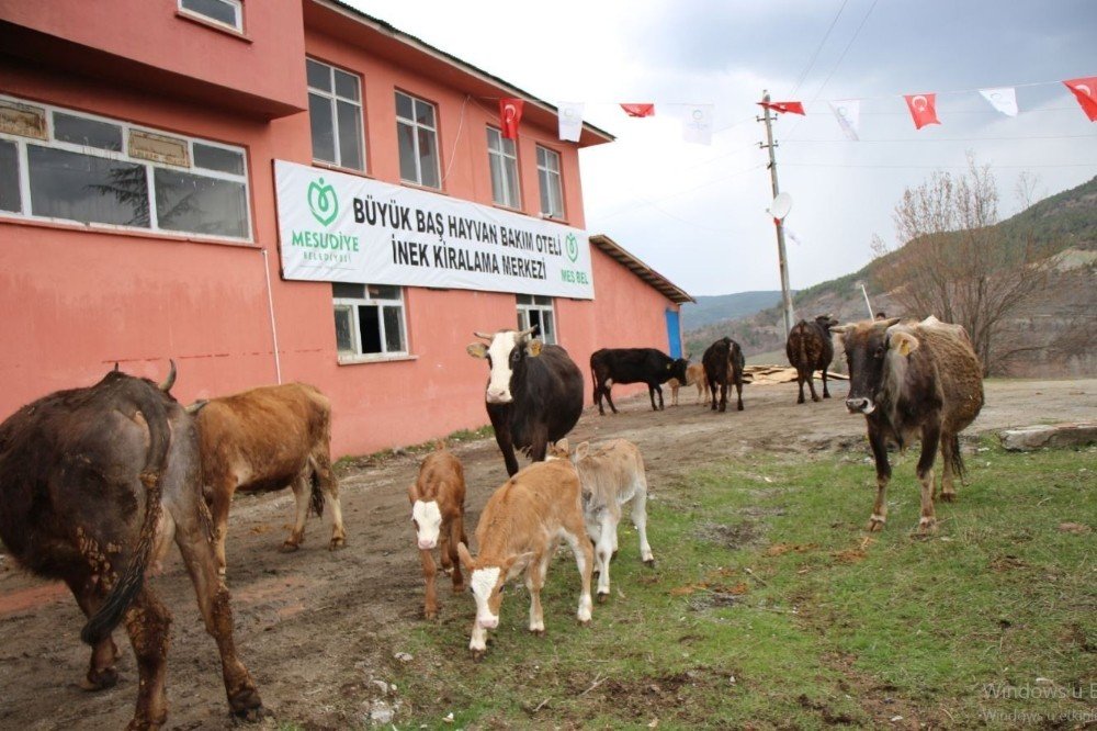 Hayvan Oteli’ne Büyük İlgi