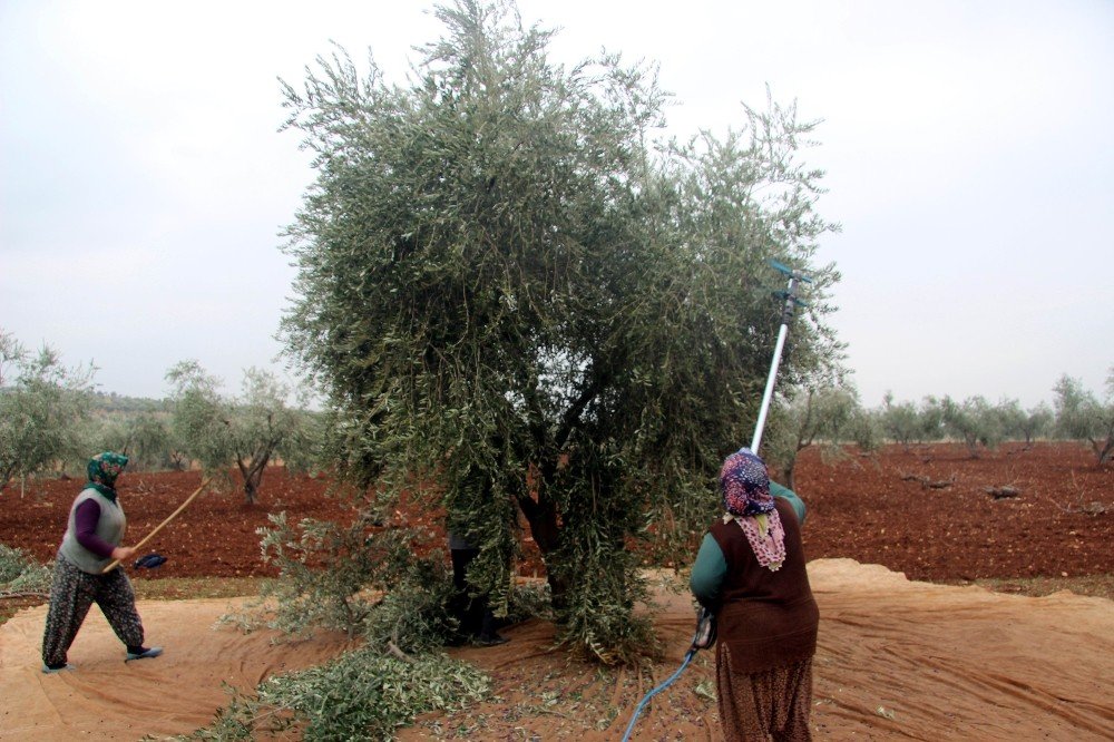 Kilis’te Zeytin Hasadı Devam Ediyor