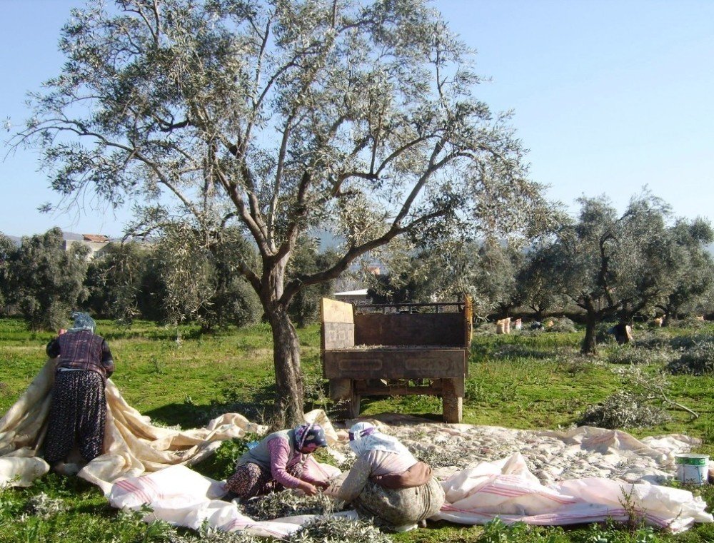 Ödemiş’te Zeytin Hasadı Sürüyor