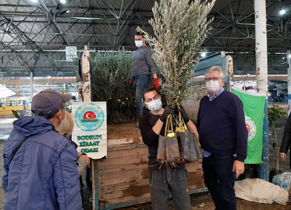 Bodrumlu Üreticilere Fidan Dağıtımı