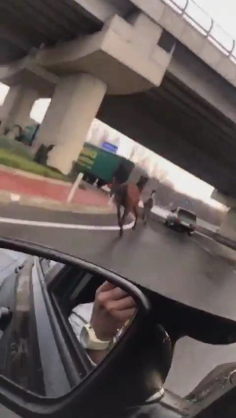 Sahipsiz Atlar Şehirler Arası Yolu Hipodroma Çevirdi