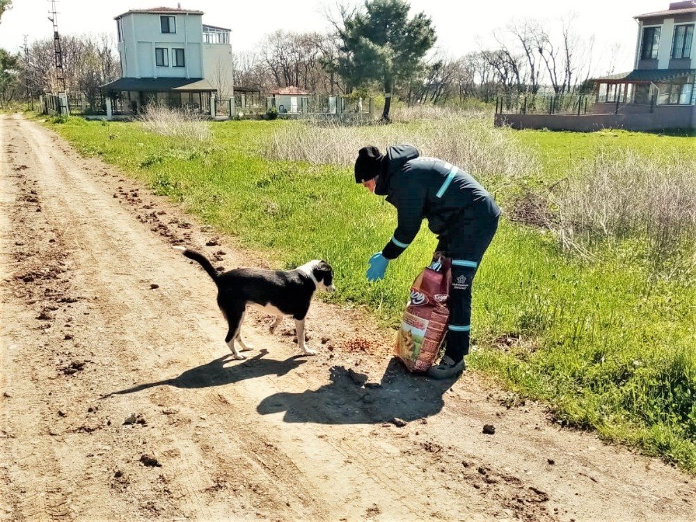Sokağa Çıkma Kısıtlamasında Sokak Hayvanları Yalnız Kalmadı
