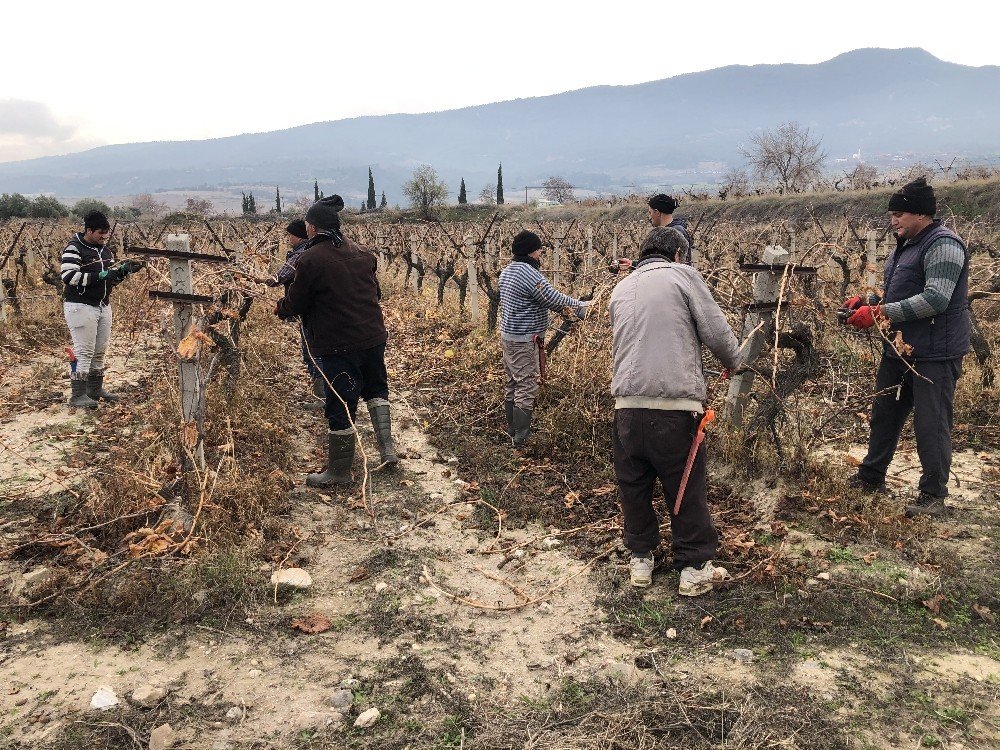 Üzümler Rekolte Ve Kaliteyi Arttırmak İçin Makyajlanıyor