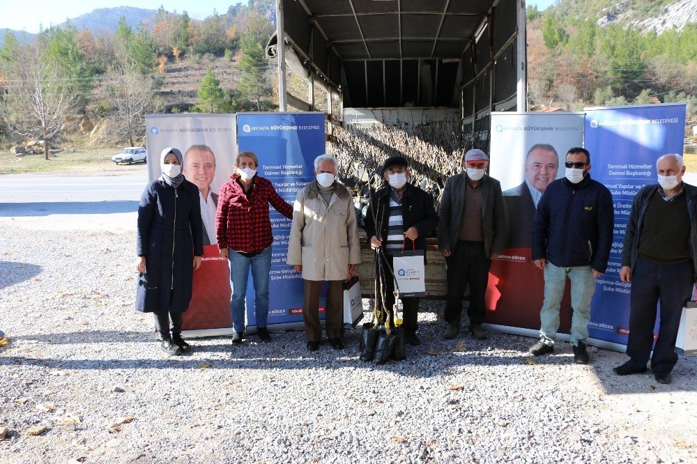 Büyükşehirden 4 İlçeye, Ücretsiz 6 Bin 500 Ceviz Fidanı