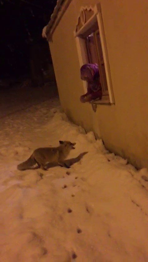 Aç Kalan Yavru Tilkileri Elleriyle Besledi