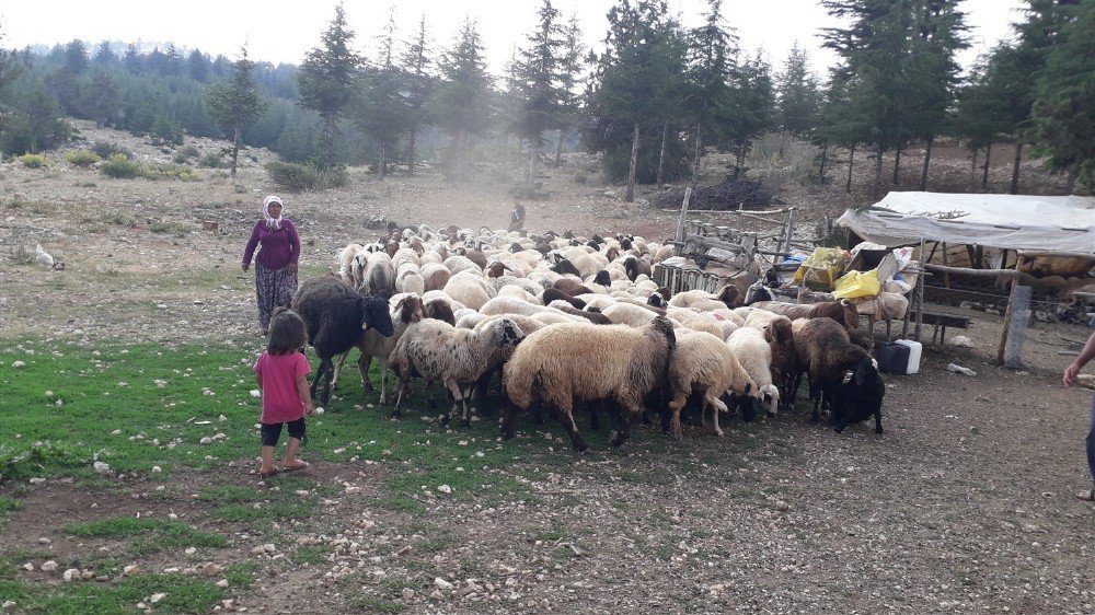 Mersin’de Orman Köylüsüne 8 Milyon 700 Bin Tl Kredi Desteği Verildi