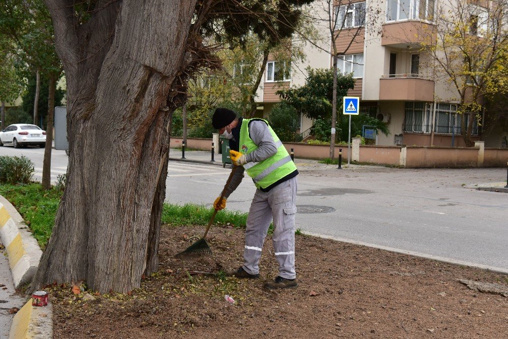 Tuzla’da 600 Yıllık Ağaç, Dut Ağacına Ve Arılara Ev Sahipliği Yapıyor