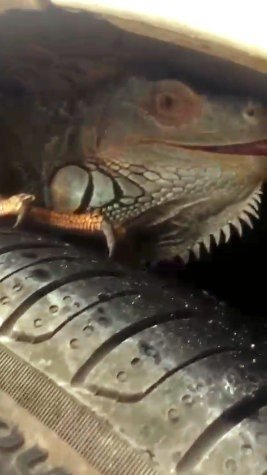 İguana’nın İnadı