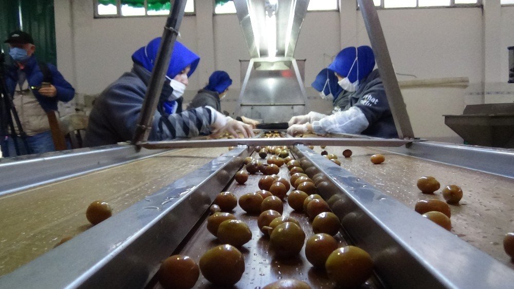 Edremit Körfezinde Yeşil Çizik Zeytin Üretimi Başladı