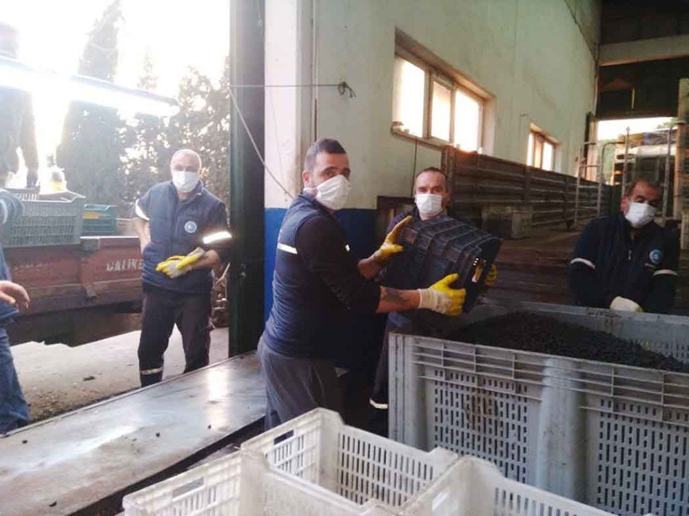 Zeytin Rekolte Tahmini Tutmadı