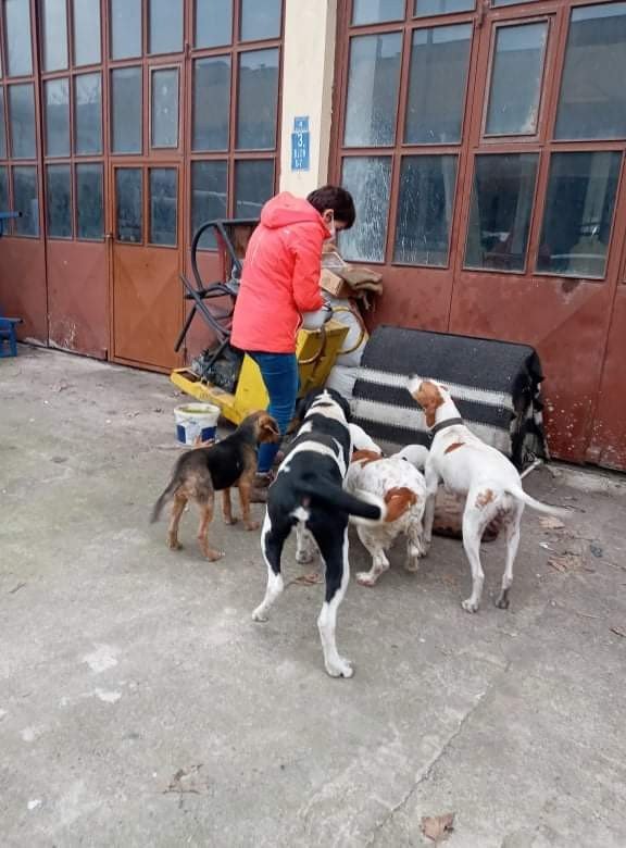 Akçakoca Belediyesinden Sokak Hayvanlarına Mama Desteği