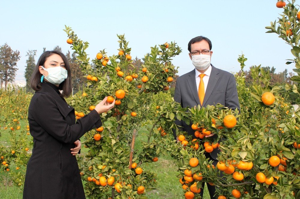 Mandarinde 2 Yeni Yerli Ve Milli Çeşit Geliştirildi