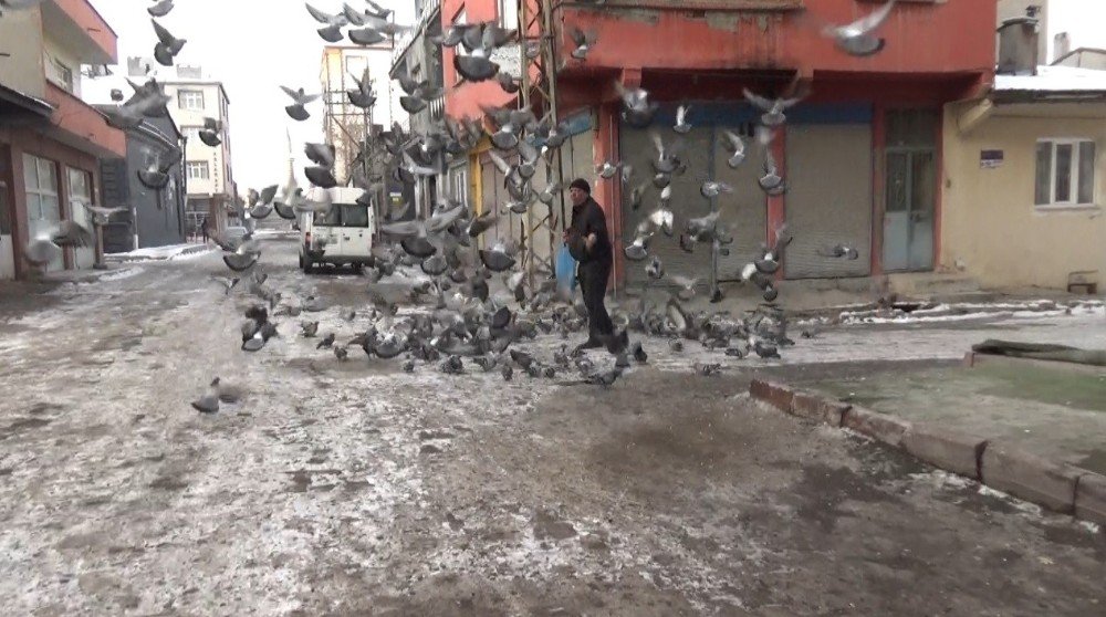 Eksi 20 Derece Soğukta Güvercinleri Besliyor