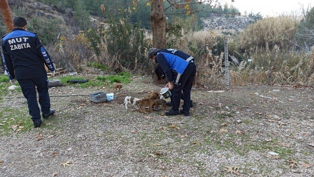 Mut’ta Sokak Hayvanları Unutulmadı