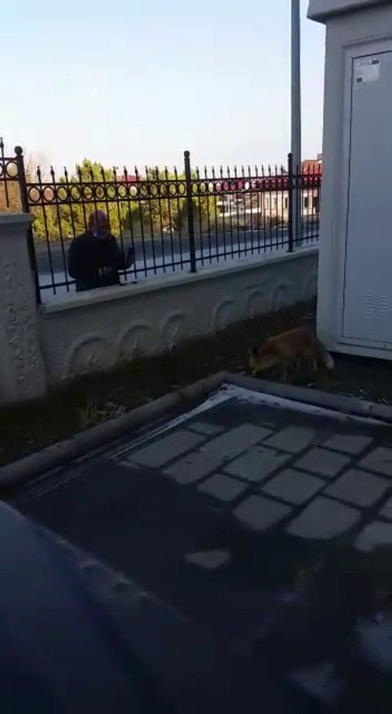 Okul Bahçesine İndi, Müdür Elleriyle Besledi