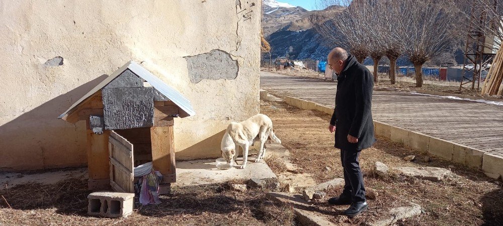 Sokak Hayvanları Kampanyadan Gelen Mamalarla Besleniyor