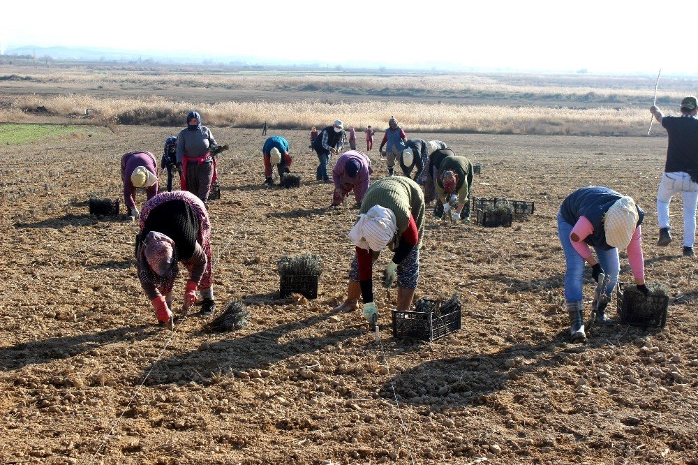 Salihli Ovası Lavanta Kokacak