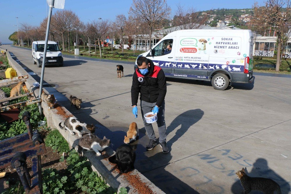 Kartal Belediyesi, 4 Günlük Kısıtlamada Sokak Hayvanlarını Unutmadı