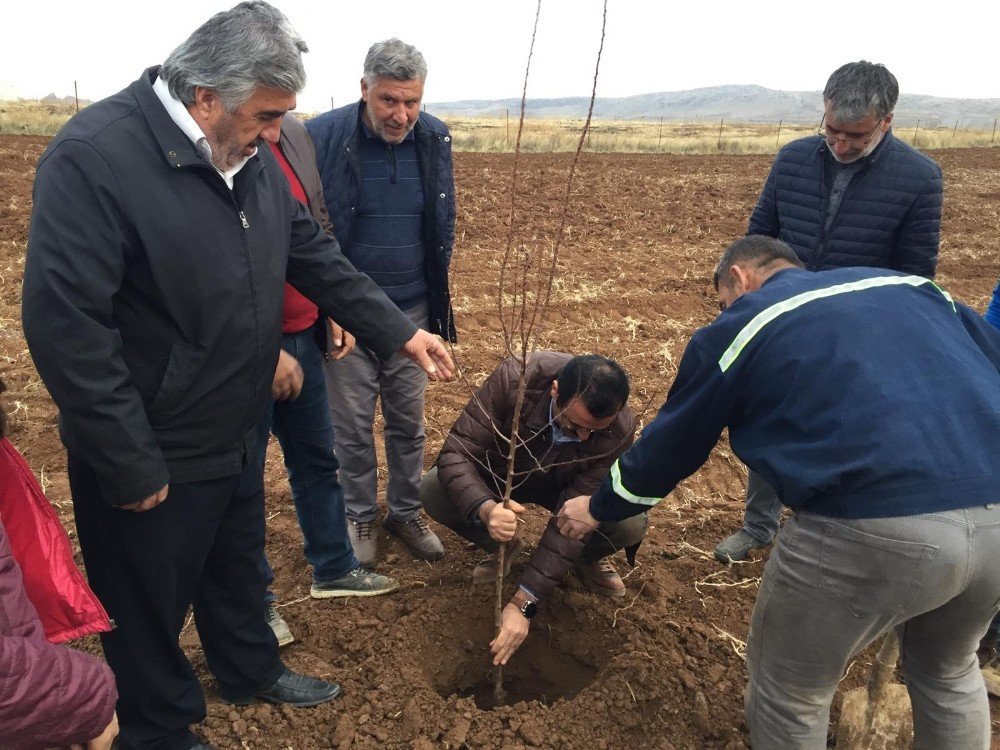 Siirt’te Badem Ve Ceviz Yetiştiriciliği Yaygınlaştırılıyor