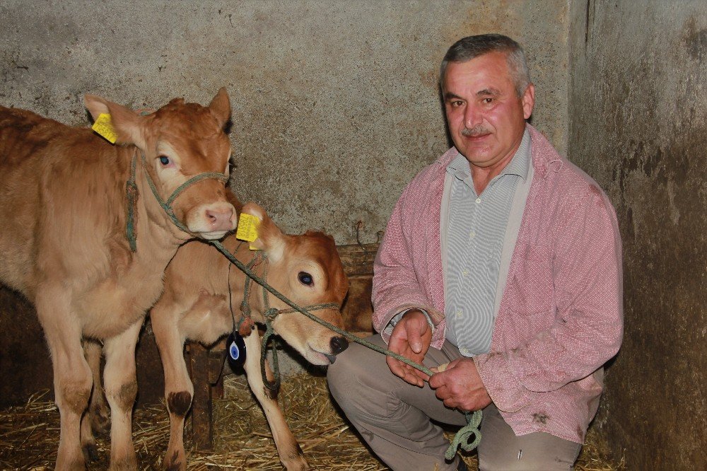 Yeni Yılın İlk Buzağılarına Korona Aşısını Bulan Türk Çiftin İsimlerini Verdi