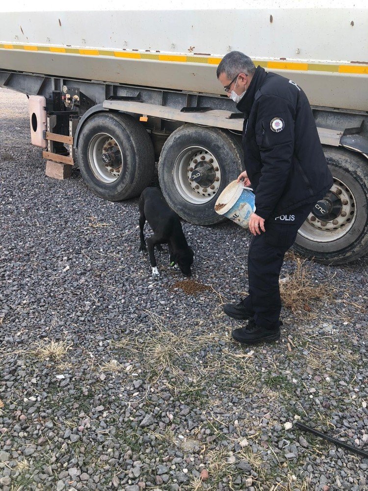 Yeşilhisar’da Sokak Hayvanları Unutulmadı