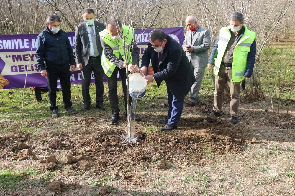 Ordu’da Her İlçeye Ayrı Meyve