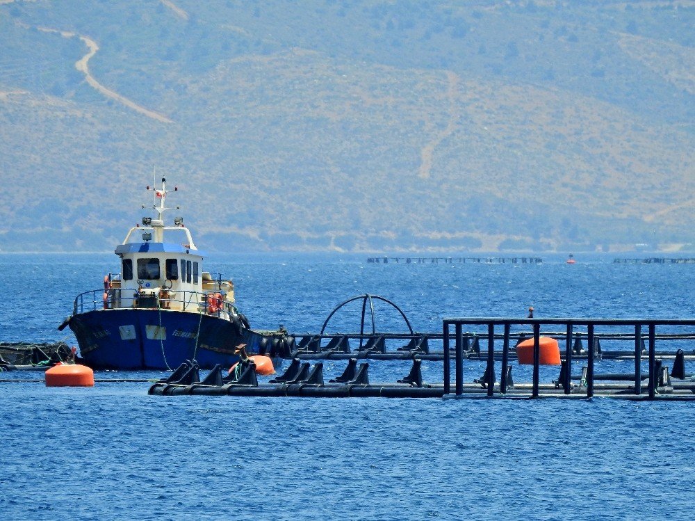 Sığacık’ta Orkinos Üretim Çiftliğine 5. Kez İptal