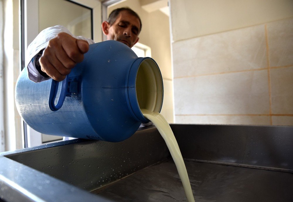 Günde 3 Ton Süt İşleniyor