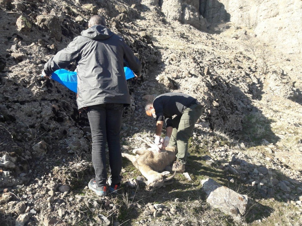 Tunceli’de 8 Yaban Keçisi Telef Oldu, İnceleme Başlatıldı