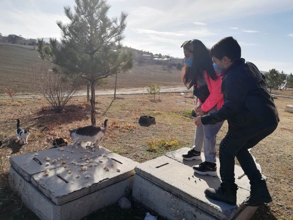 Anadolu Lisesi’nde “sokak Hayvanlarını Besliyorum” Projesi