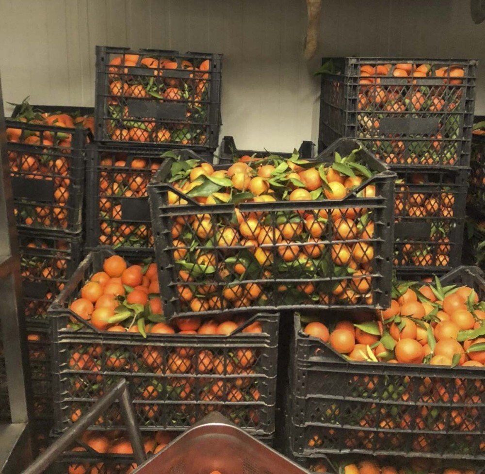 Büyükşehir’den Vatandaşlara Vitamin Desteği