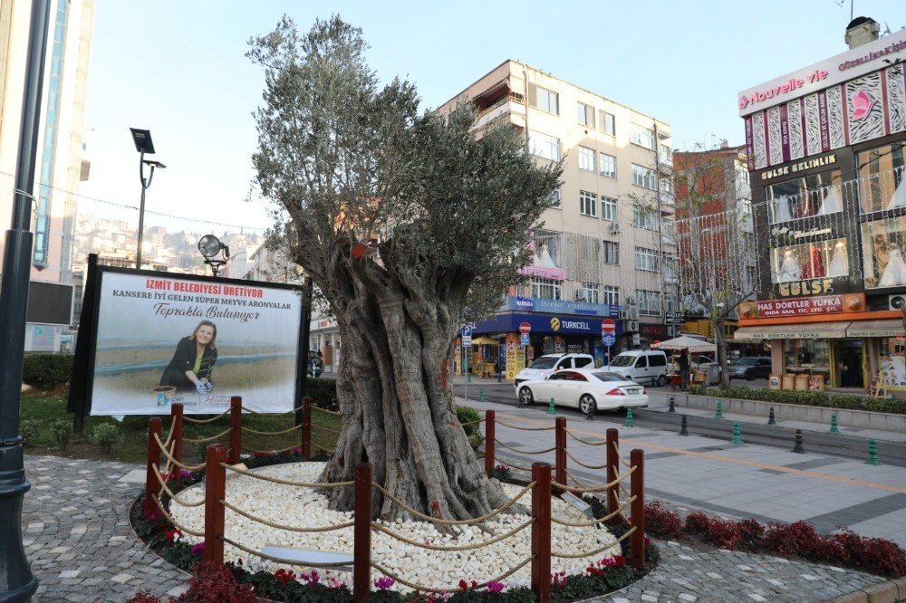600 Yıllık Zeytin Ağacı İzmit’in Yeni Sembollerinden Biri Olacak